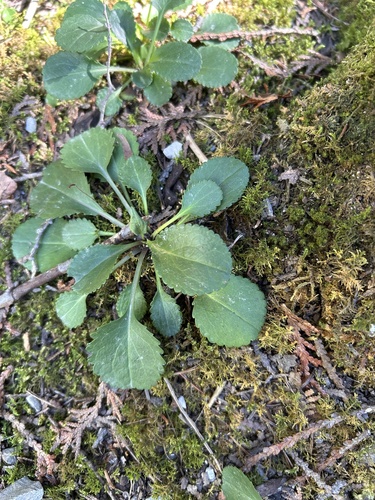 Packera obovata, 2026-09-22