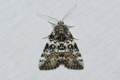 Catocala connubialis