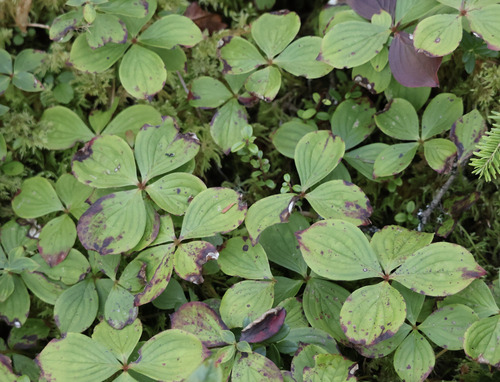 Canadian bunchberry