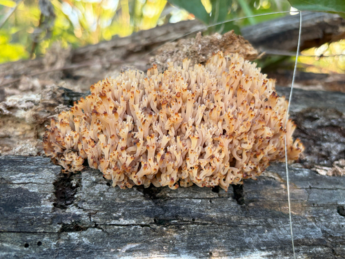 crown-tipped coral fungus