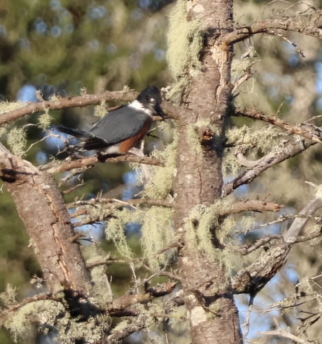 Belted Kingfisher