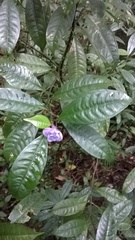 Psychotria urbaniana