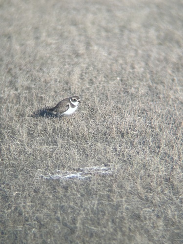 Semipalmated Plover