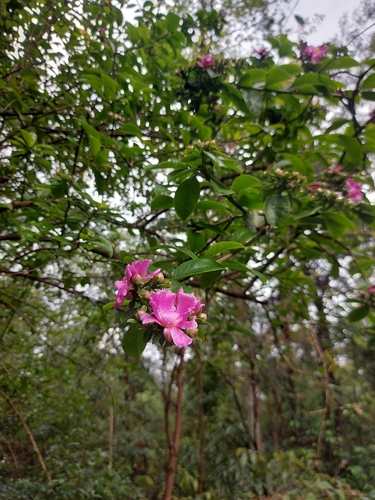 Rose Cactus