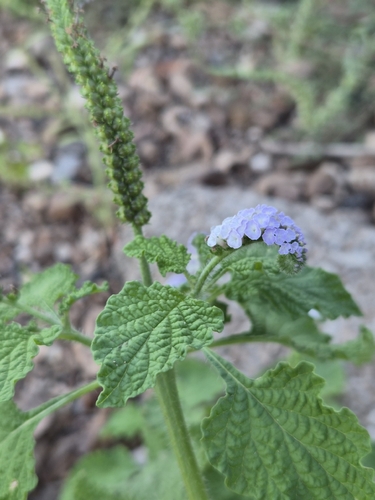 Indian Heliotrope