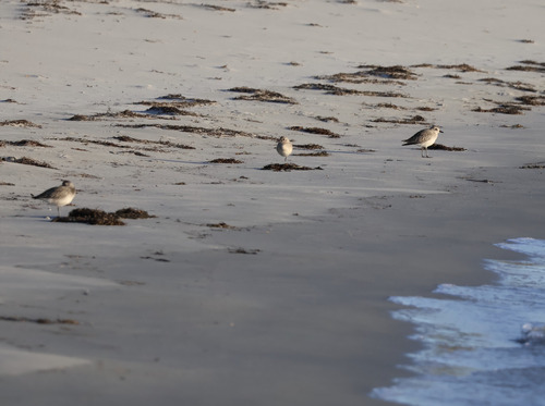 Black-bellied Plover