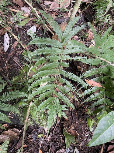 Pteris biaurita observed 2026-09-22