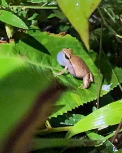 Grass Coqui