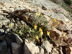 Linaria supina