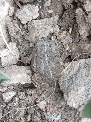 Woodhouse's Toad