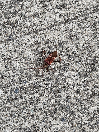Western Conifer Seed Bug