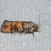 Nantucket Pine Tip Moth - Photo (c) Royal Tyler, some rights reserved (CC BY-NC-SA), uploaded by Royal Tyler