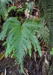 Selaginella flabellata