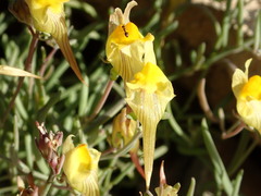 Linaria supina