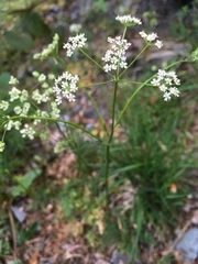 Conopodium majus