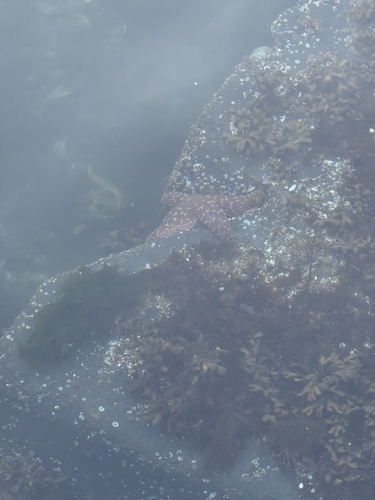 Ochre Sea Star