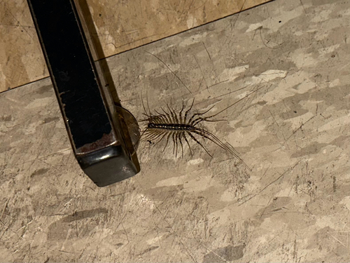 House Centipede
