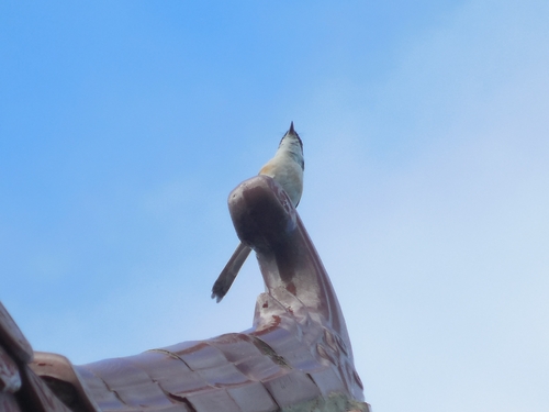 Long-tailed Shrike