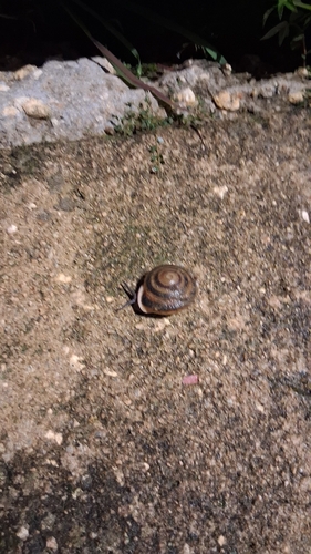 Banded Caracol