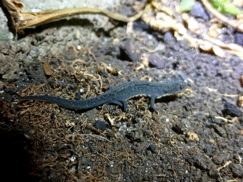 Bosca's newt