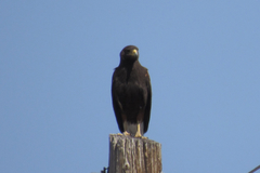 Parabuteo unicinctus