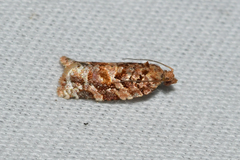 Argyrotaenia tabulana