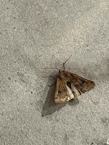 Lunar Underwing