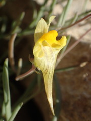 Linaria supina