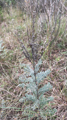 leadplant