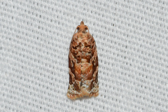 Argyrotaenia tabulana