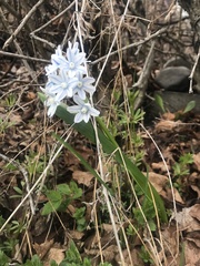 Puschkinia