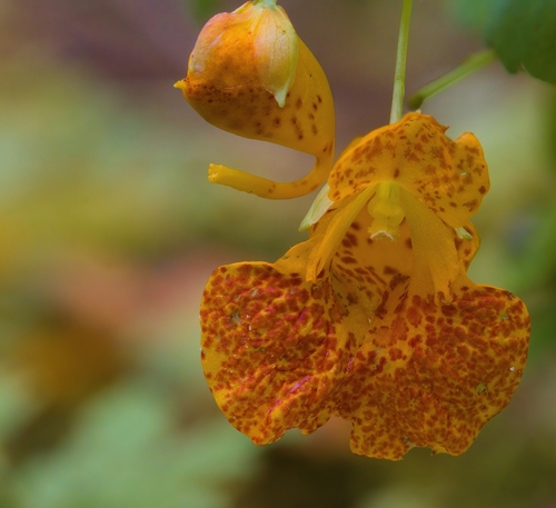 common jewelweed