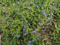 Veronica chamaedrys
