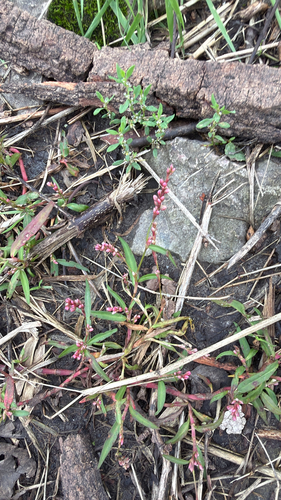 small water-pepper