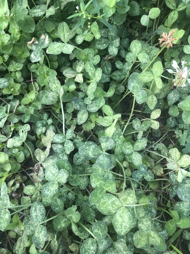 white clover
