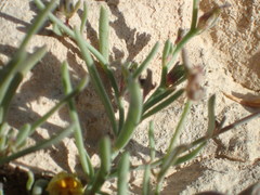 Linaria supina