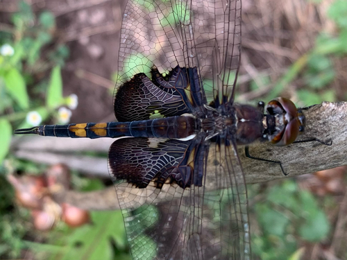 Black Saddlebags