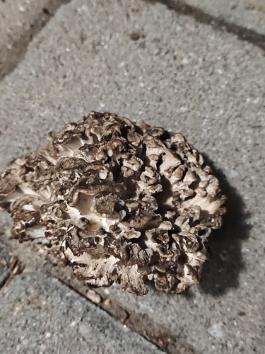 hen of the woods