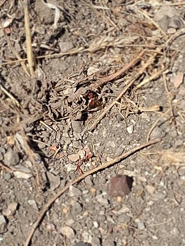 iNaturalist observation photo of Myrmosula