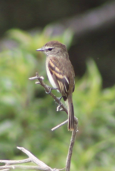 Myiophobus crypterythrus