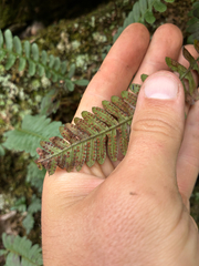 Polypodium virginianum, photograph (c) Daniel J. Layton, some rights reserved (CC BY)