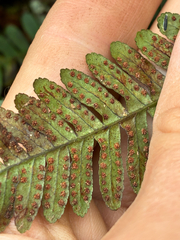 Polypodium virginianum