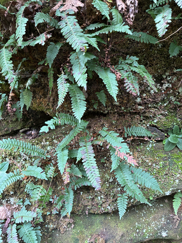 Polypodium virginianum, photograph 3