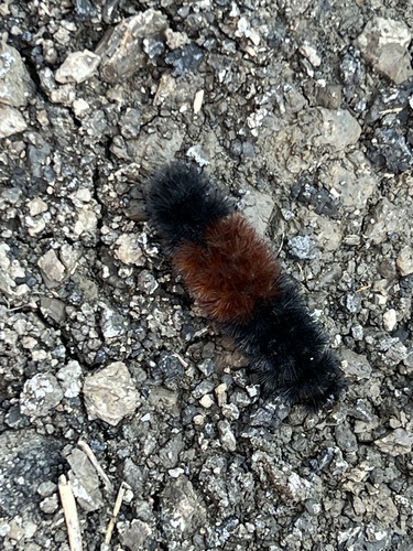 Isabella Tiger Moth