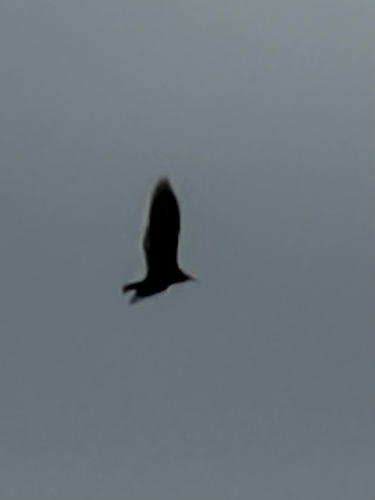 Turkey Vulture