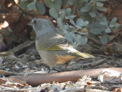 Green-tailed Towhee