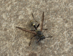 Mischocyttarus pallidipectus