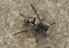 Mischocyttarus pallidipectus