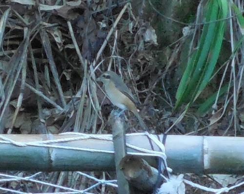 Brown Shrike
