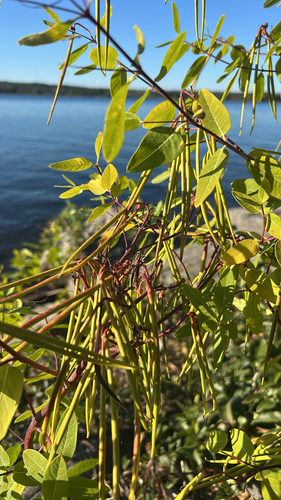 hemp dogbane